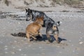 Dogs meeting on the beach