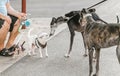 dogs met on the street and sniff each other Royalty Free Stock Photo