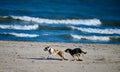 Dogs on Montrose Dog Beach Royalty Free Stock Photo