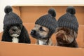 Dogs in moving box Royalty Free Stock Photo