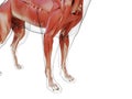 The dogs muscle system Royalty Free Stock Photo