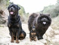 Dogs in nature Royalty Free Stock Photo