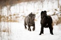 Dogs Neapolitan mastiff