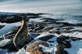 Dogs on northshore at Barents Sea