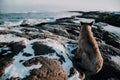 Dogs on northshore at Barents Sea