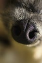 Dogs nose