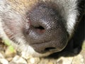 Dogs nose