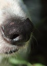 Dogs nose Royalty Free Stock Photo