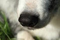 Dogs nose Royalty Free Stock Photo