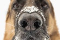 Dogs nose close up. Snowflakes on the german shepherds nose.