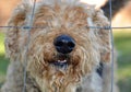 Dogs nose through fence Royalty Free Stock Photo