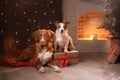 Dogs Nova Scotia Duck Tolling Retriever and Jack Russell Terrier Christmas, new year, holidays and celebration