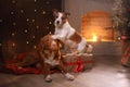 Dogs Nova Scotia Duck Tolling Retriever and Jack Russell Terrier Christmas, new year, holidays and celebration