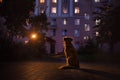 Dogs Nova Scotia duck tolling Retriever on the street at night