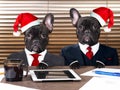 Dogs in the office in the new caps. The concept of a Christmas party, work on holidays Royalty Free Stock Photo