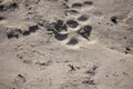 Dogs with one paw imprint on the sand. Nature backgrounds. Close-up