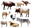 Dogs and other farm animals. Isolated over white Royalty Free Stock Photo