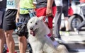 Dogs and owners at marathon start Royalty Free Stock Photo