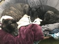 Dogs 2 papasan 1497 Royalty Free Stock Photo