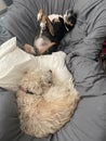 Dogs 2 papasan 0607 Royalty Free Stock Photo