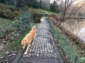 Dogs on paving stone path Royalty Free Stock Photo