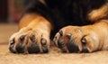Dogs paws Royalty Free Stock Photo