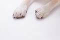 Dogs paws isolated on white background.