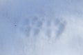 Dogs paws prints