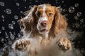 dogs paws in soapy water, bubbles around