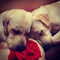 Dogs peacefully sleeping together with a rose pillow