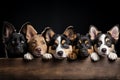 Dogs Peeking Eyes and Paws Over White Web Banner Royalty Free Stock Photo