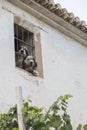 Dogs peeking out of a window
