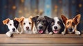 A dogs peeking over wooden edge. Web promotional banner for pet shop or vet clinic. Background with cute pets.