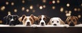 A dogs peeking over wooden edge. Web promotional banner for pet shop or vet clinic. Background with cute pets.