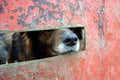 Dogs peeping out of a hole in the fence of a shelter for stray animals Royalty Free Stock Photo