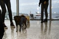 Dogs and people in airport Royalty Free Stock Photo