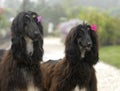 Dogs pets Afghan Hound Royalty Free Stock Photo