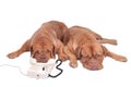 Dogs on the phone Royalty Free Stock Photo