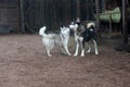 Dogs play against the background of a boat and a wooden house