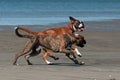 Dogs play on the beach Royalty Free Stock Photo