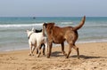Dogs play on the beach Royalty Free Stock Photo