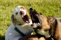 Dogs play with each other. Royalty Free Stock Photo