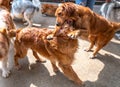 The dogs play with each other in the puppy farm