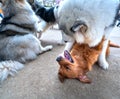 The dogs play with each other in the puppy farm