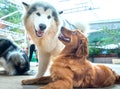 The dogs play with each other in the puppy farm