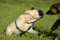 Dogs play with each other. Young pug-dog. Merry fuss puppies. Aggressive dog. Training of dogs. Puppies education, cynology, inte Royalty Free Stock Photo