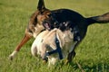 Dogs play with each other. Young pug-dog. Merry fuss puppies. Aggressive dog. Training of dogs. Puppies education, cynology, inte Royalty Free Stock Photo