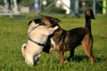 Dogs play with each other. Young pug-dog. Merry fuss puppies. Aggressive dog. Training of dogs. Puppies education, cynology, inte