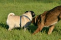 Dogs play with each other. Young pug-dog. Merry fuss puppies. Aggressive dog. Training of dogs. Puppies education, cynology, inte Royalty Free Stock Photo