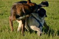 Dogs play with each other. Young pug-dog. Merry fuss puppies. Aggressive dog. Training of dogs. Puppies education, cynology, inte Royalty Free Stock Photo